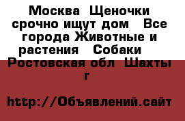 Москва! Щеночки срочно ищут дом - Все города Животные и растения » Собаки   . Ростовская обл.,Шахты г.